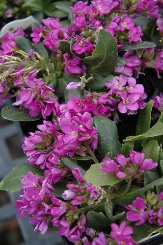 Spring Rock Cress