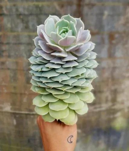 Echeveria Lola