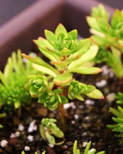 Sedum Sarmentosum