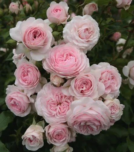 Floribunda Rose 'larissa'