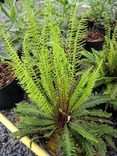 Deer Fern