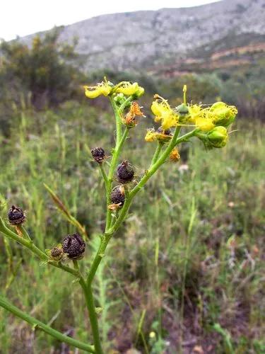 Ruta Angustifolia