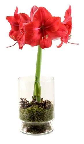 Giant Amaryllis