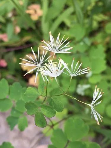 Thalictrum Pubescens