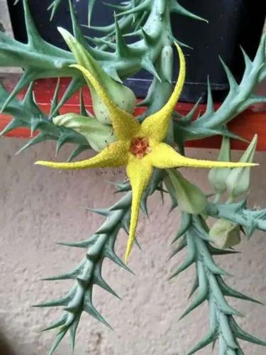 Stapelia Dummeri