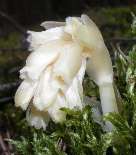 Monotropa Hypopitys