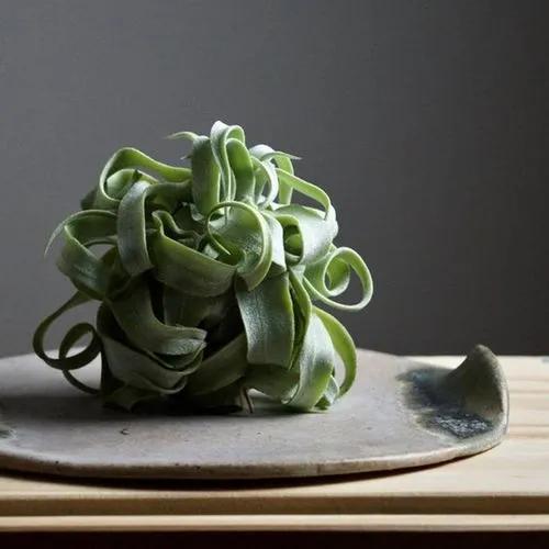 Tillandsia streptophylla