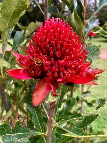 New South Wales Waratah