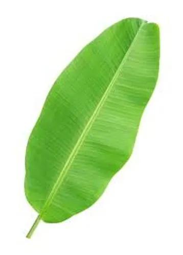 Banana Leaf Plant