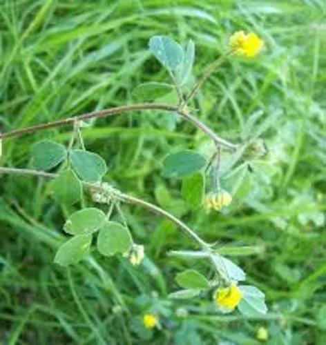 Crown Medick