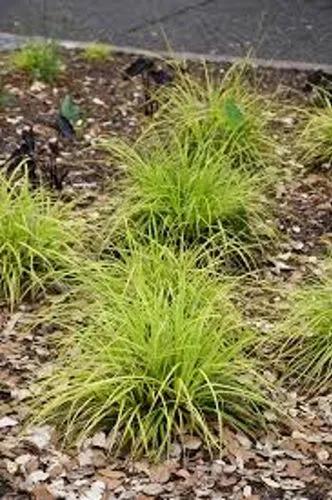 Sedge Evercolor Everillo