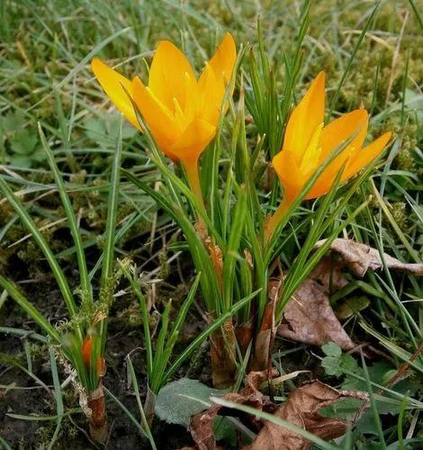 Crocus Flavus