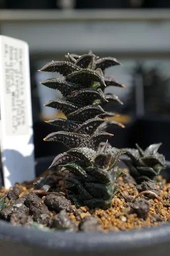 Haworthia Nigra