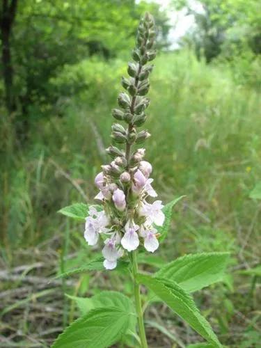 Teucrium Canadense