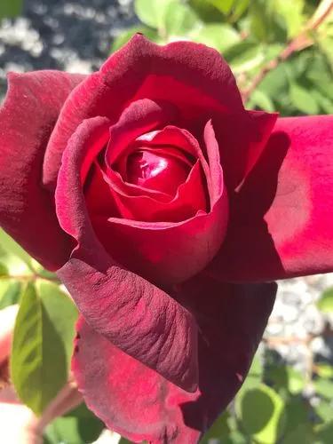 Oklahoma Rose