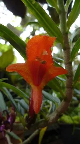 Columnea Linearis