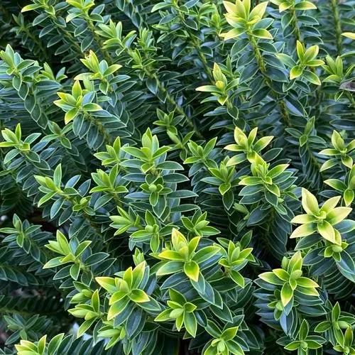 Boxwood Hebe