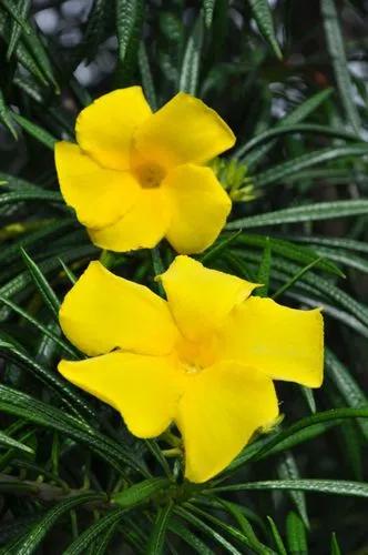 Yellow Oleander