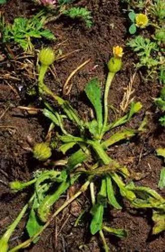 Scaly Hawkbit