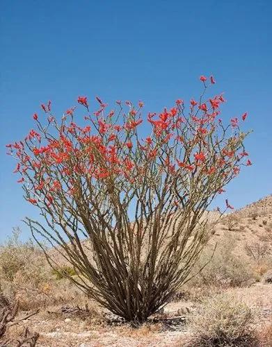 Vine-cactus