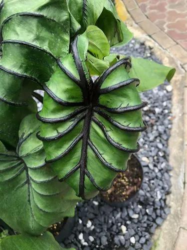 Elephant Ear