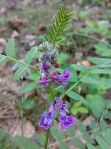 Vicia Onobrychioides