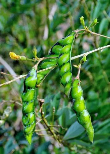 Pigeonpea