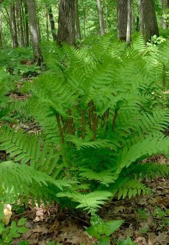 Interrupted Fern