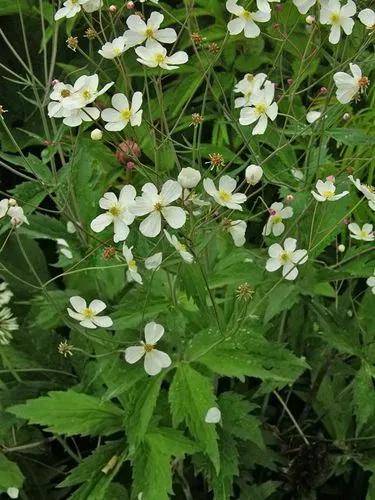 Ranunculus Platanifolius