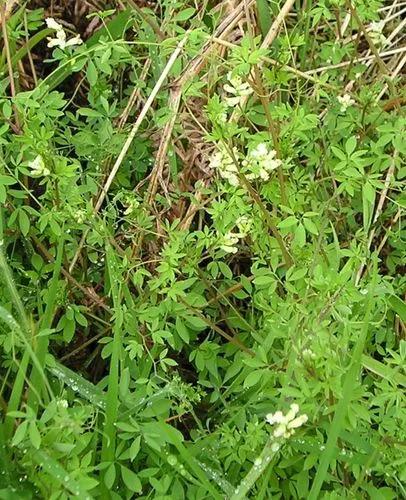 Climbing Corydalis