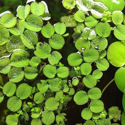 Salvinia Minima