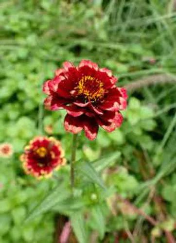 Zinnia Haageana