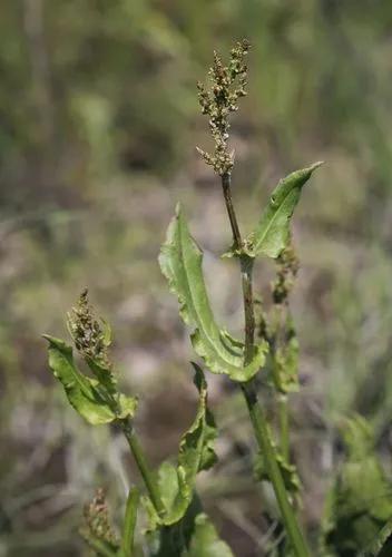 Red Sorrel