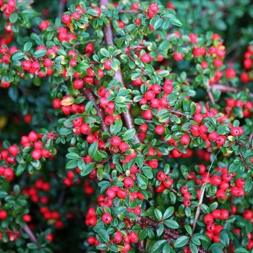 Rock Cotoneaster