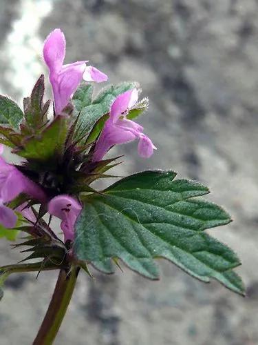 Hybrid Deadnettle