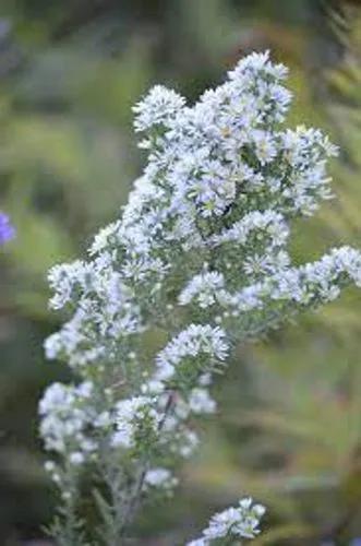 Symphyotrichum Ericoides