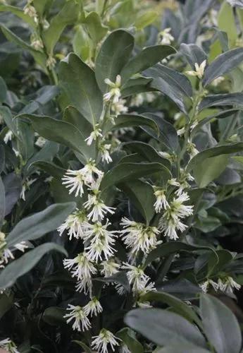 Sarcococca