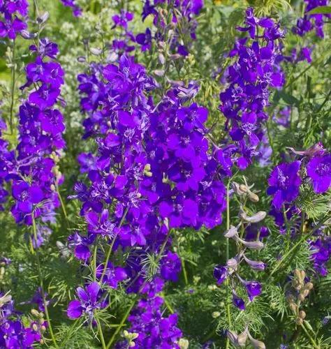 Delphinium Tricorne