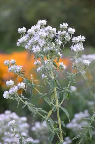 Pycnanthemum Pilosum