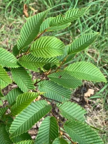 American Hornbeam