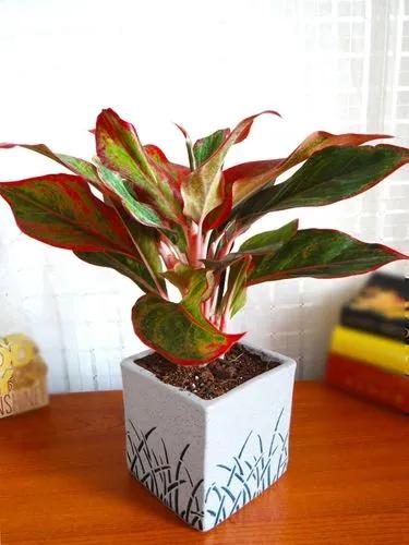 Red Aglaonema