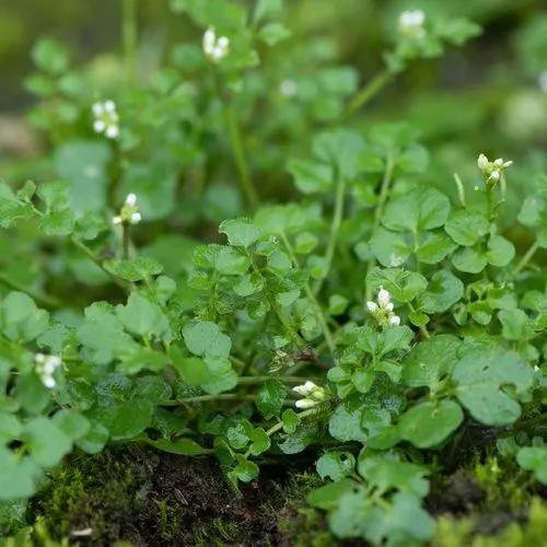 Hairy Bittercress