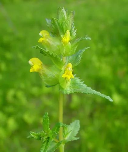 Yellow Rattle