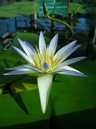 Egyptian Lotus