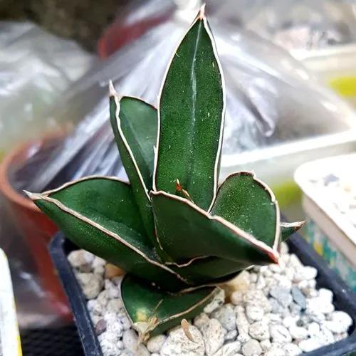 Sansevieria Ehrenbergii