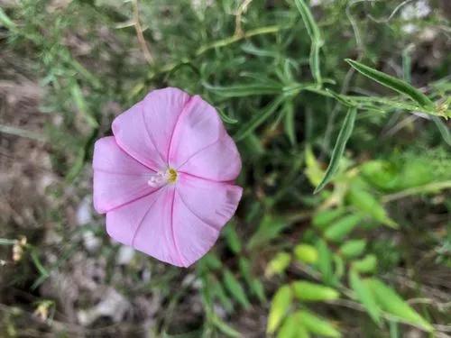 Convolvulus Cantabrica