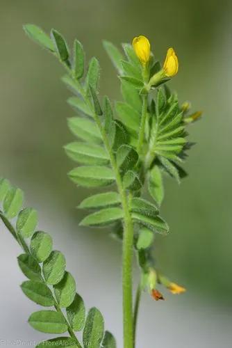 The Yellow Serradella, Yellow Bird Foot