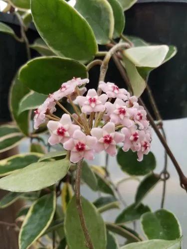 Hoya Krimson Queen