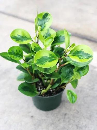 Peperomia Lemon Lime