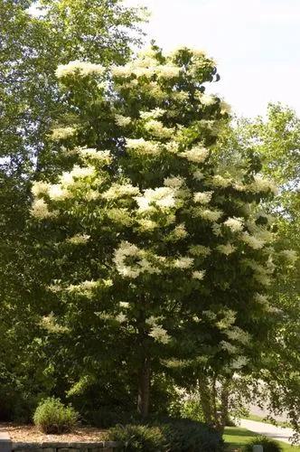 Japanese Tree Lilac